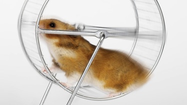 Hamster im Rad | Bild: colourbox.com