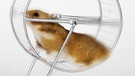 Hamster im Rad | Bild: colourbox.com