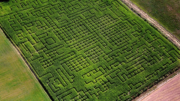Luftaufnahme eines Labyrinths in einem Maisfeld | Bild: picture-alliance/dpa