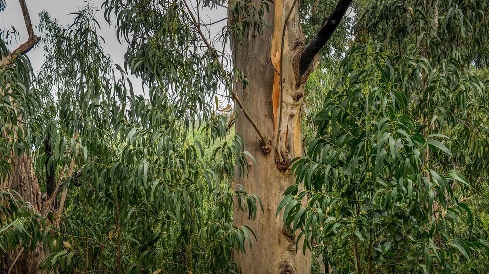 Eukalyptus | Bild: picture-alliance/dpa