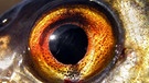 Auge eines Fisches | Bild: colourbox.com