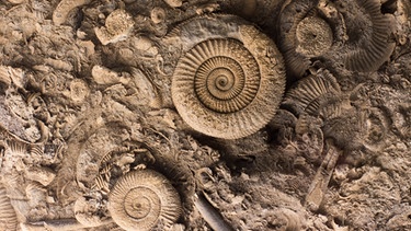 Versteinerte Ammoniten. | Bild: stock.adobe.com/Budimir Jevtic