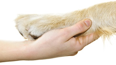 Hundepfote liegt in Menschenhand | Bild: picture-alliance/dpa
