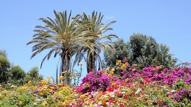 Ewiger Frühling auf Fuerteventura | Bild: colourbox.com