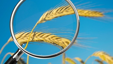 Symbolbild. Getreide unter der Lupe. | Bild: picture alliance / Zoonar | DesignIt