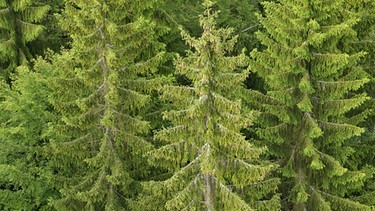 Blick in einen Fichtenwald im Nationalpark Bayerischer Wald
| Bild: picture-alliance/dpa