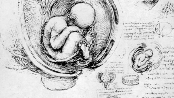 Die Querschnittszeichnung eines menschlichen Fötus im Mutterleib, Ausschnitt  | Bild: picture-alliance/dpa