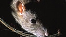 Ratten | Bild: picture-alliance/dpa