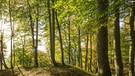 Herbstlicher Bergwald am Untersberg | Bild: picture-alliance/dpa
