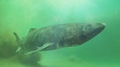 Grönlandhai nahe des Meeresbodens | Bild: stock.adobe.com/dottedyeti