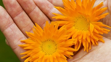 Heilpflanze: Ringelblume | Bild: picture-alliance/dpa