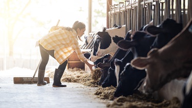 Ein Milchbäuerin füttert ihre Kühe im Stall. | Bild: stock.adobe.com/torwaiphoto
