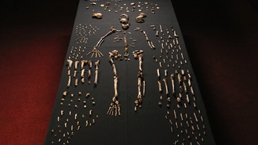 Skelett des Homo Naledi gefunden in Südafrika | Bild: picture-alliance/dpa