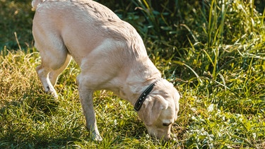 Ein Hund schnüffelt in einer Wiese. | Bild: Colourbox.com