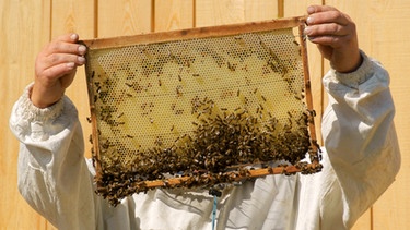 Imker mit Bienenwabe | Bild: colourbox.com