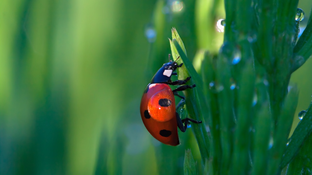 Darstellung: Insektenvielfalt | Bild: colourbox.com