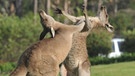 Kängurus auf einem Golfplatz | Bild: picture-alliance/dpa