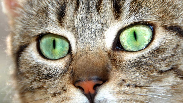 Augen einer Katze | Bild: colourbox.com