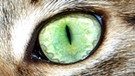 Augen einer Katze | Bild: colourbox.com