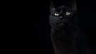 Eine schwarze Katze mit leuchtenden grünen Augen vor schwarzem Hintergrund. | Bild: Colourbox.com/Nils Jacobi