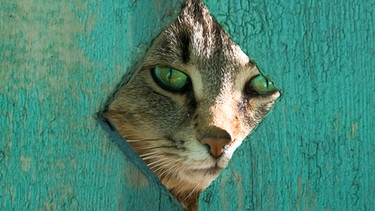 Katze schaut durch ein Loch im Zaun | Bild: colourbox.com