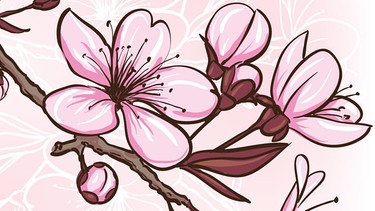 Kirschblüte | Bild: colourbox.com