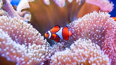 Korallen mit Clownfisch | Bild: picture-alliance/dpa