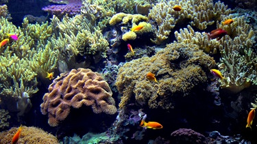 Korallen im Meer | Bild: Colourbox.com/ Tanouchka