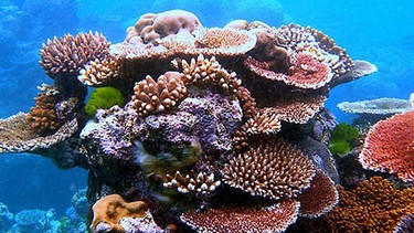 Korallenriff vor den Bermudas | Bild: picture-alliance/dpa