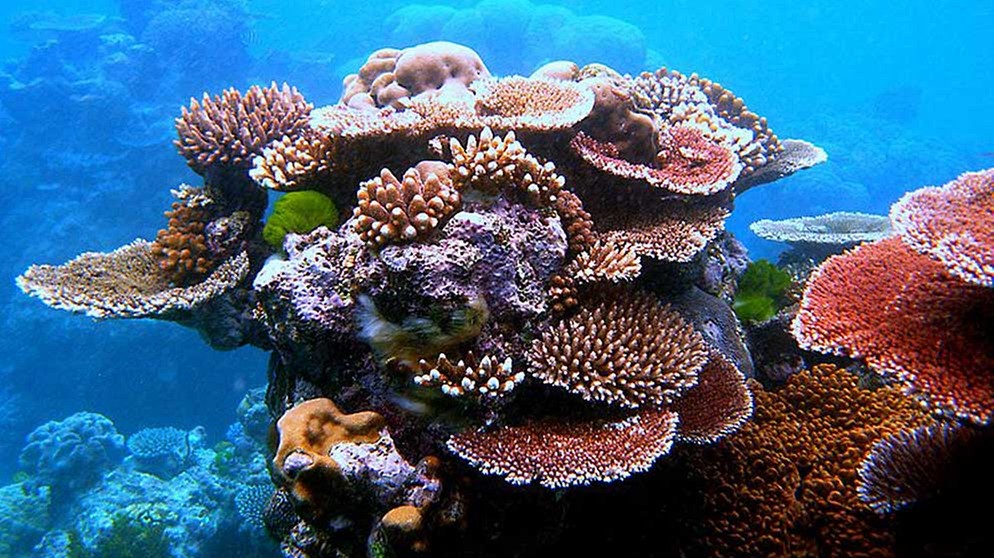 Korallenriff vor den Bermudas | Bild: picture-alliance/dpa