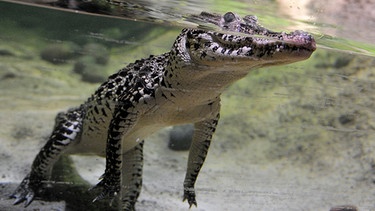 Krokodil | Bild: picture-alliance/dpa