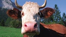 Eine Kuh | Bild: Image Source