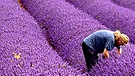 Lavendelfeld mit einer Farmerin am Rand | Bild: picture-alliance/dpa