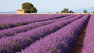 Lavendel - Düfte....Unser direkter Draht ins Unbewusst | Bild: picture-alliance/dpa