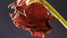 Verwelkte Rose. | Bild: picture alliance / blickwinkel/McPHOTO/A. Schauhube | McPHOTO/A. Schauhuber
