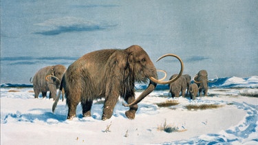 Mammut-Herde der Eiszeit. | Bild: picture-alliance / akg-images