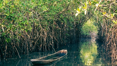 Mangrovenwald im Wasser. | Bild: colourbox.com