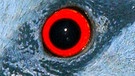 Auge einer Maronenbrust-Krontaube | Bild: picture-alliance/dpa