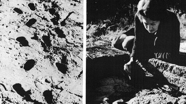 Anthropologin Mary Leakey bürstet in Laetoli, Tansania, Fußspuren humanoider Vorfahren frei | Bild: picture-alliance/dpa