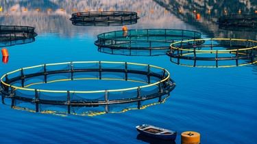 Fischfarm in Montenegro | Bild: picture-alliance/dpa