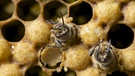Verdeckelte und unverdeckelte Waben mit schlüpfenden Drohnen in einem Bienenstock. | Bild: picture-alliance/dpa