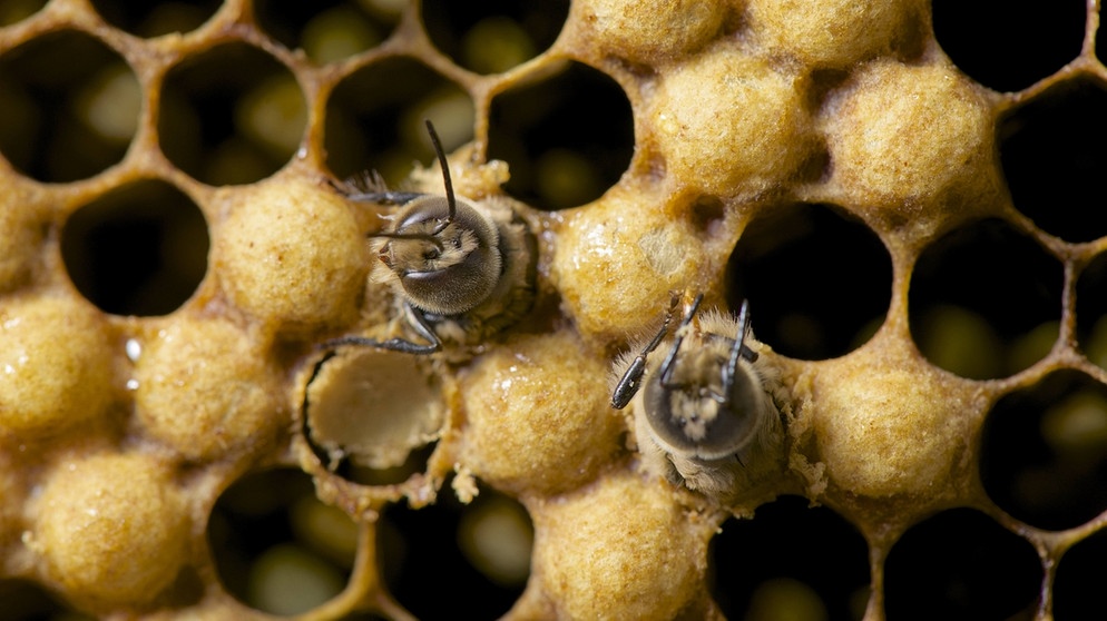 Verdeckelte und unverdeckelte Waben mit schlüpfenden Drohnen in einem Bienenstock. | Bild: picture-alliance/dpa