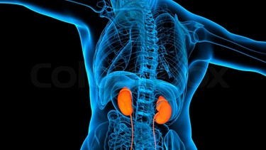 Eine Covid-19-Erkrankung kann als Spätfolge die Nieren-Leistung beeinträchtigen. | Bild: colourbox.com