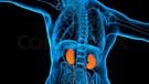 Eine Covid-19-Erkrankung kann als Spätfolge die Nieren-Leistung beeinträchtigen. | Bild: colourbox.com