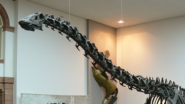 Rechts ein Brachiosaurus im Senckenbergmuseum in Frankfurt am Main | Bild: picture-alliance/dpa