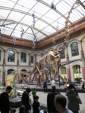 Brachiosaurus in der Saurierhalle im Museum für Naturkunde Berlin; Foto M.C. Hurek | Bild: picture-alliance/dpa