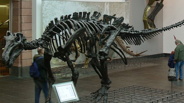 Parasaurolophus im Senckenbergmuseum in Frankfurt am Main | Bild: picture-alliance/dpa