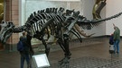 Parasaurolophus im Senckenbergmuseum in Frankfurt am Main | Bild: picture-alliance/dpa
