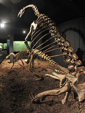 Die Skelette zweier Plateosaurier im Museum Auberlehaus in Trossingen. In der Umgebung von Trossingen wurden bisher 60 Dinosaurierskelette ausgegraben | Bild: picture-alliance/dpa