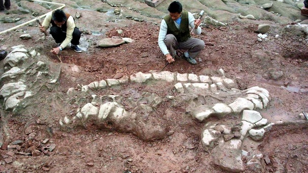 Dinosaurier-Skeletts am Jialing Fluß in der südwestchinesischen Provinz Chongqing. Das Fossil des Mamenxi-Sauriers aus der Familie der Sauropoden soll eine Länge von 18 Metern und eine Höhe von 3,5 Metern haben, nahezu 70 Prozent der Knochen sind erhalten geblieben.  | Bild: picture-alliance/dpa